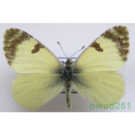 Euchloe charlonia (Donzel, 1842) Białawiec afrykański Turkey